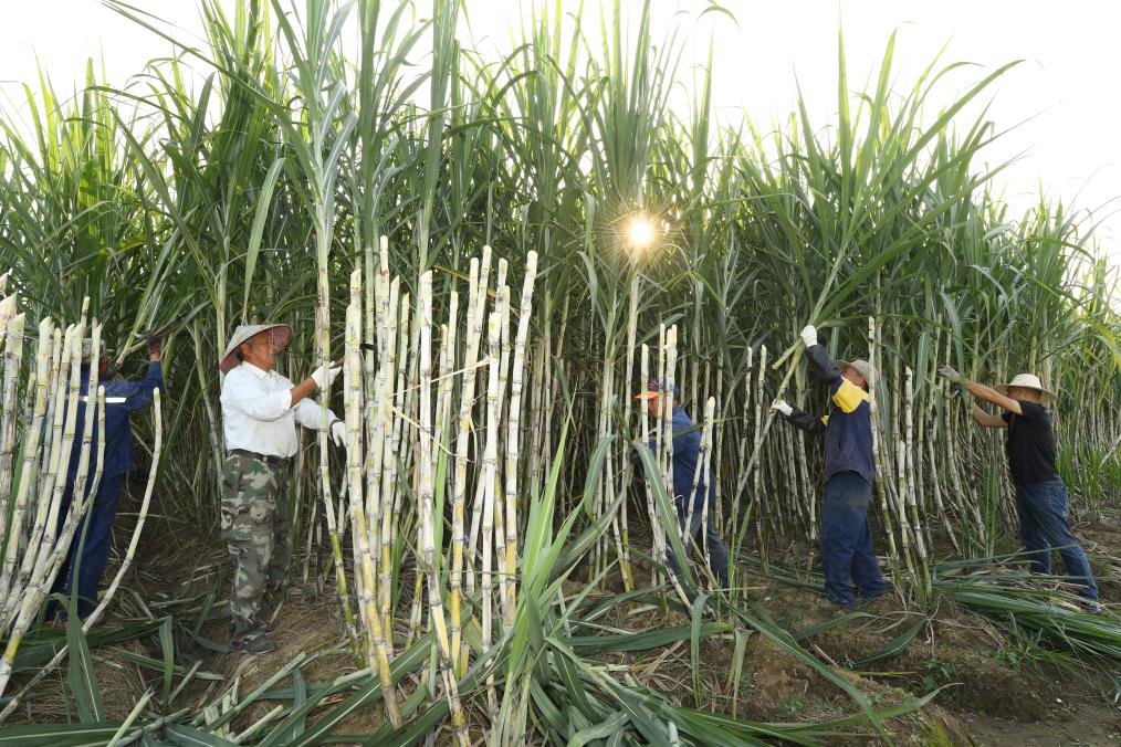共富工坊裏的“甜蜜”事業