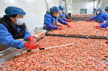 河北曹妃甸：“鹽田蝦”收穫加工忙