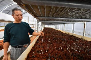 “5G智慧小菇房”助推鄉村産業振興
