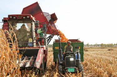 新華全媒+｜內蒙古達拉特旗：田間地頭收穫忙