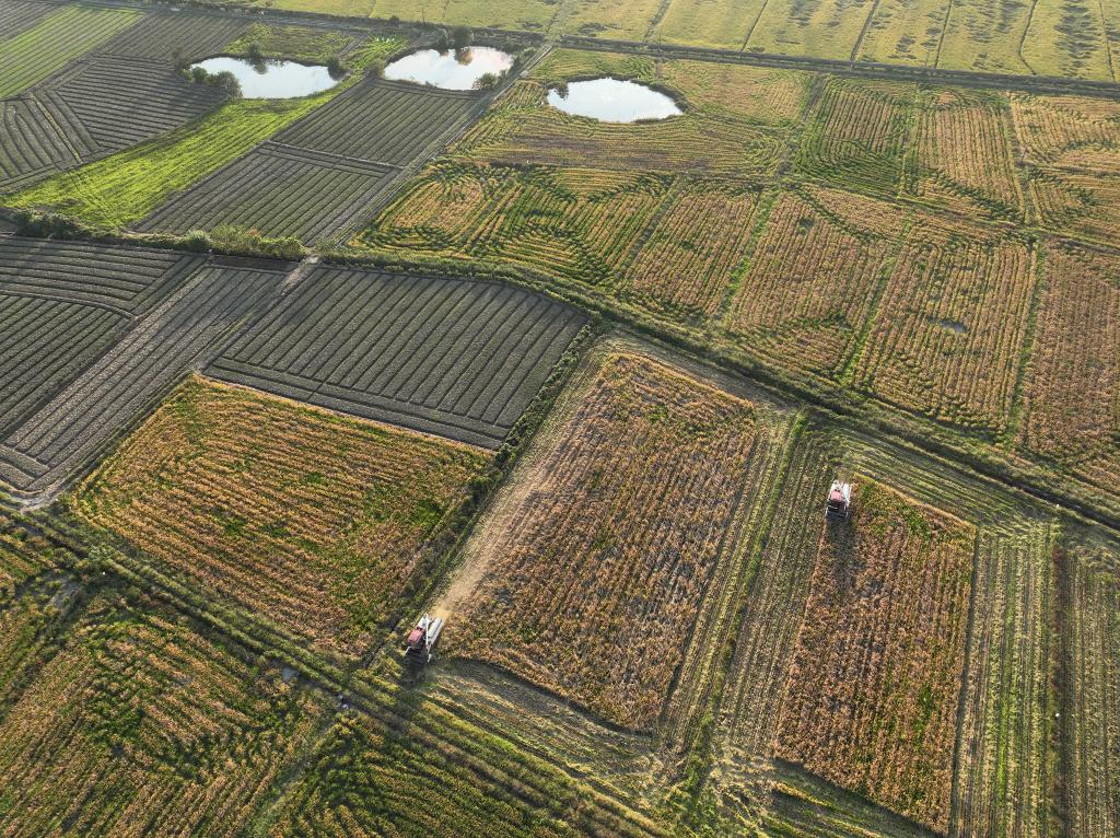 湖南：晚稻飄香收穫忙