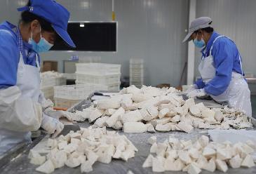 福建長汀：小芋頭 大産業