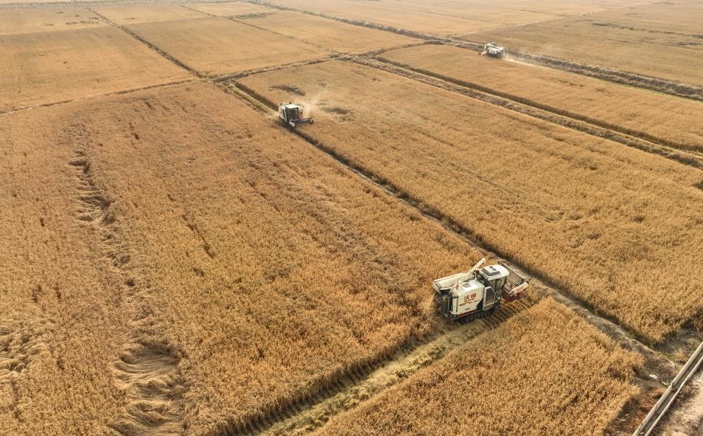 遼寧彰武：沙海變良田 金秋收穫忙