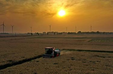 河北秋糧收穫接近尾聲