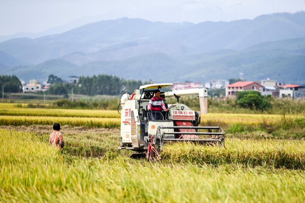 秋收時節收穫忙