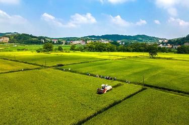 湖南雙峰：“稻再油”示範片“一田三收”促增産