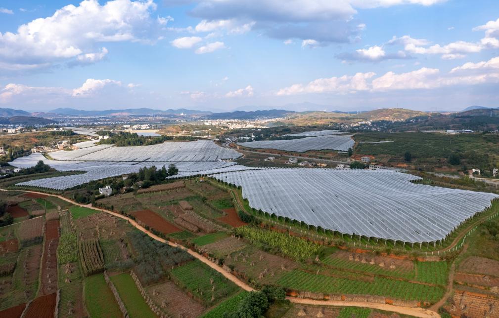 雲南昭通：小蘋果成鄉村振興大産業