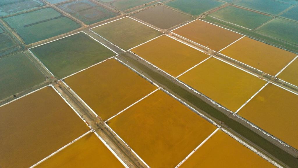 遼寧營口：秋日多彩鹽田