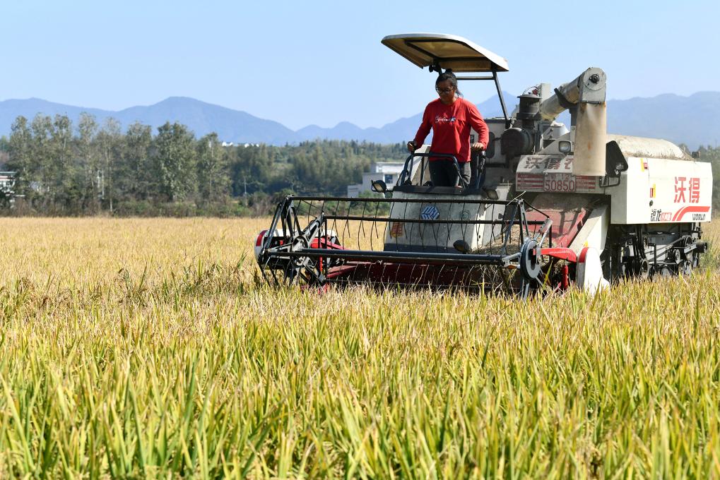 秋糧收穫進入尾聲 全年糧食産量有望再創新高