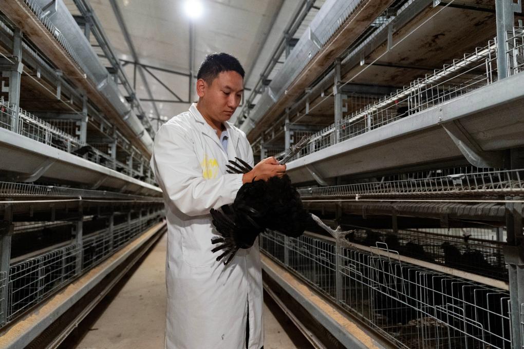 雲南鹽津：烏骨雞養殖助增收