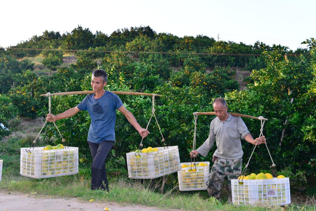 江西瑞金：臍橙採銷忙