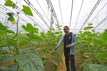 天津：災後農業生産基本恢復