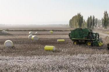 新華全媒+｜新疆：我國最大産棉區棉花采收忙