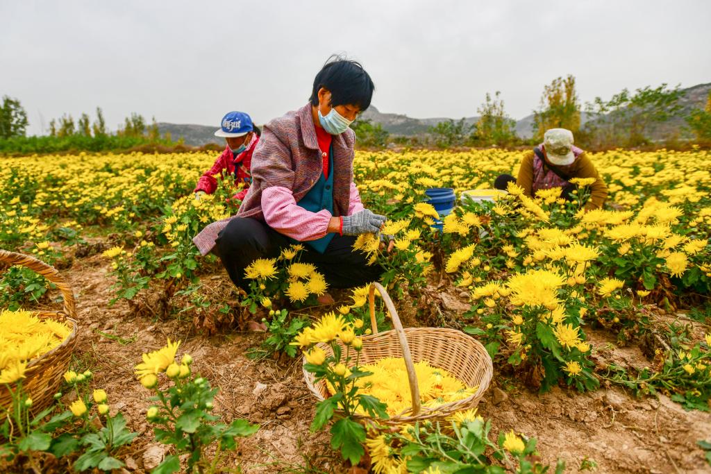 山東濟南：荒山裏育出“百草園”