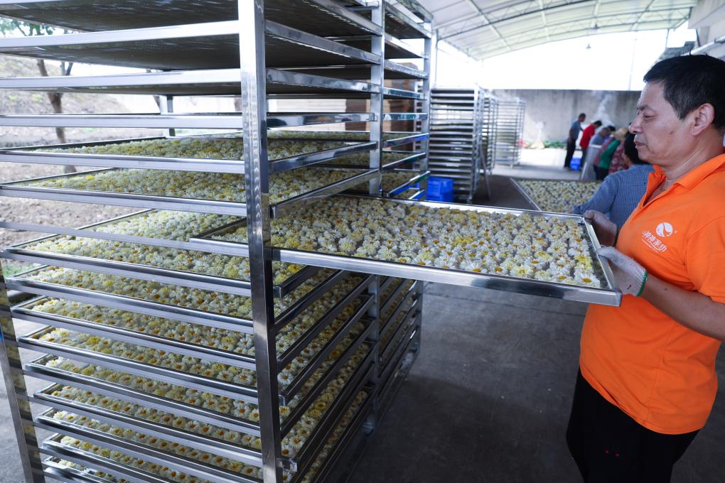 浙江桐鄉：杭白菊産業助力鄉村振興