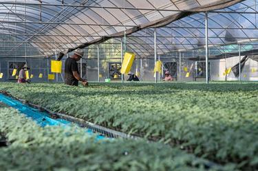 雲南元謀：育好種 種好苗