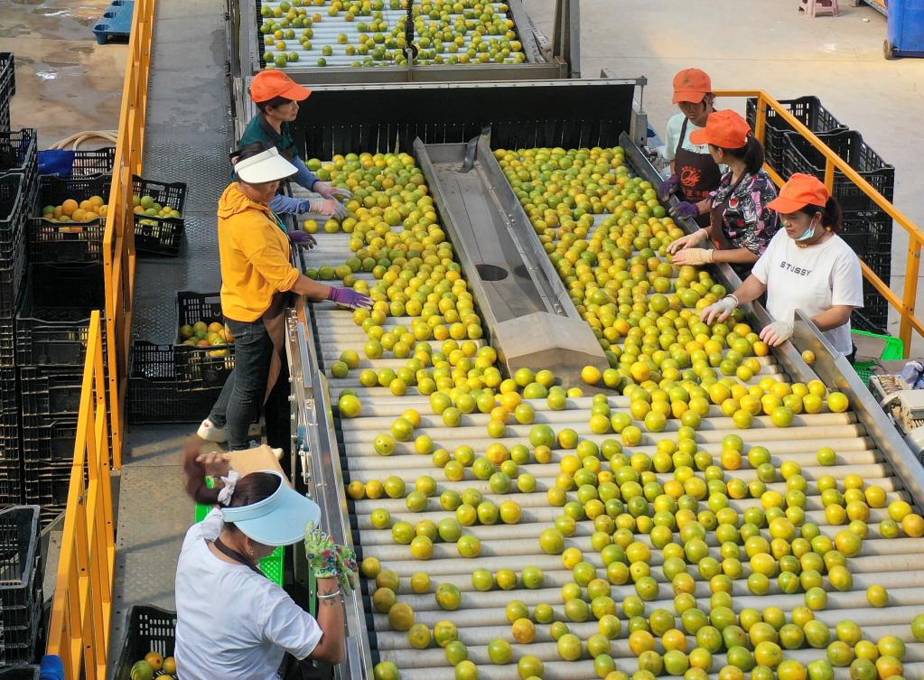 雲南新平：收穫冰糖橙 助農穩增收