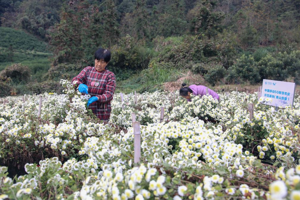 “智慧農業”助推産業提質增效