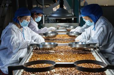 浙江諸暨：炒貨飄香上市忙 特色産業助共富