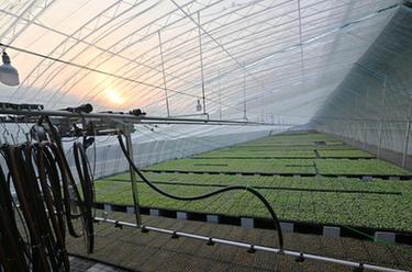 河北饒陽加緊推進設施果蔬産業災後重建