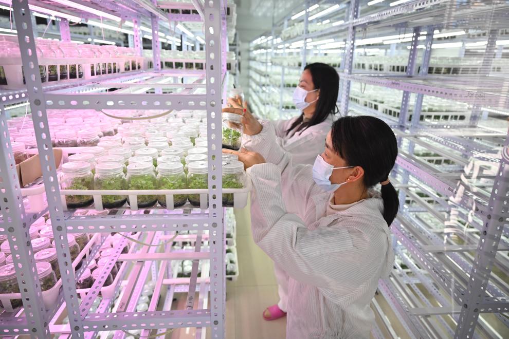 新華全媒+丨福建周寧：高山“涼氣候”催生花卉“熱産業”