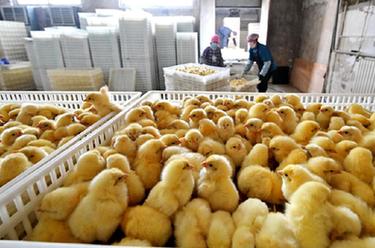河北蘆&：打造蛋雞全産業鏈助增收