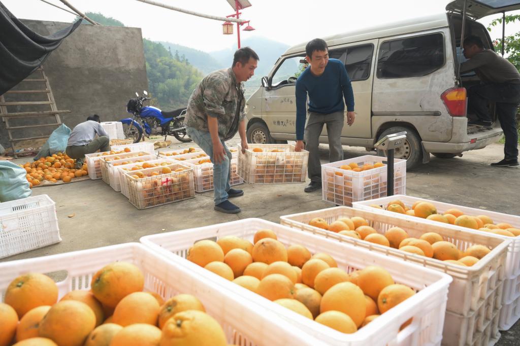 福建古田：特色水果産業助力鄉村振興