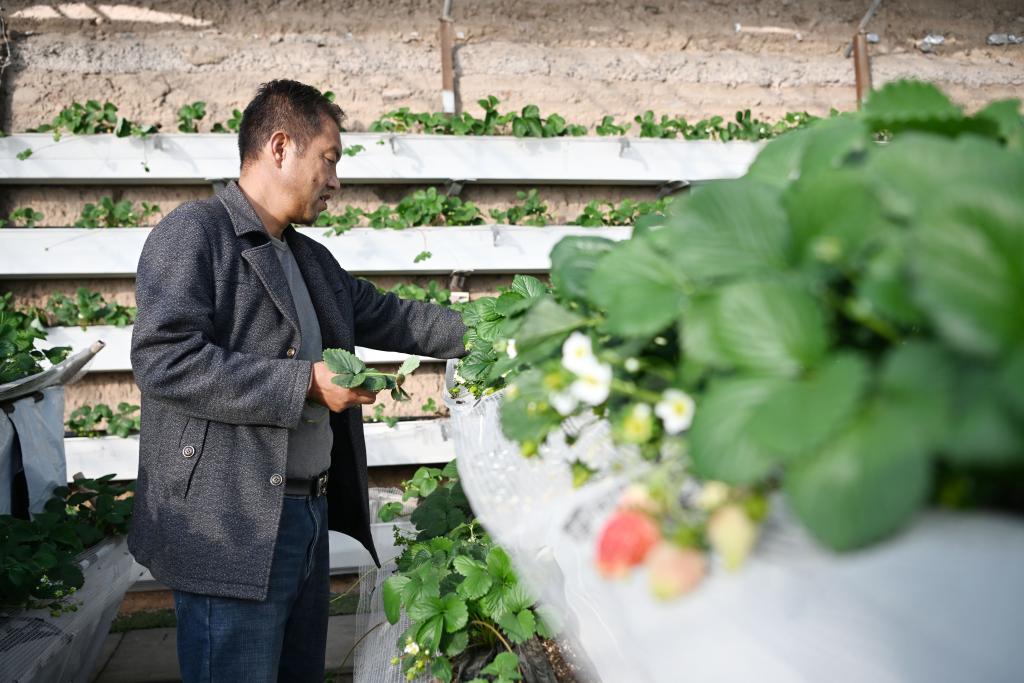 銀川：草莓産業助農增收