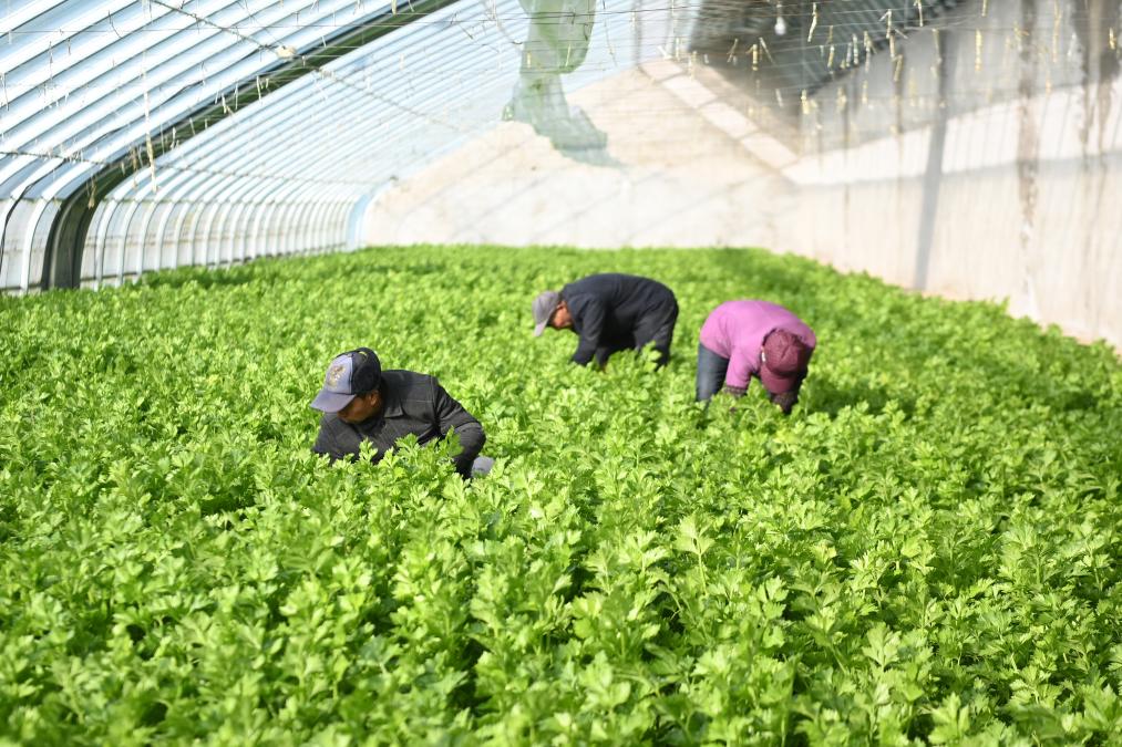 甘肅涇川：設施蔬菜冬季生産管理忙