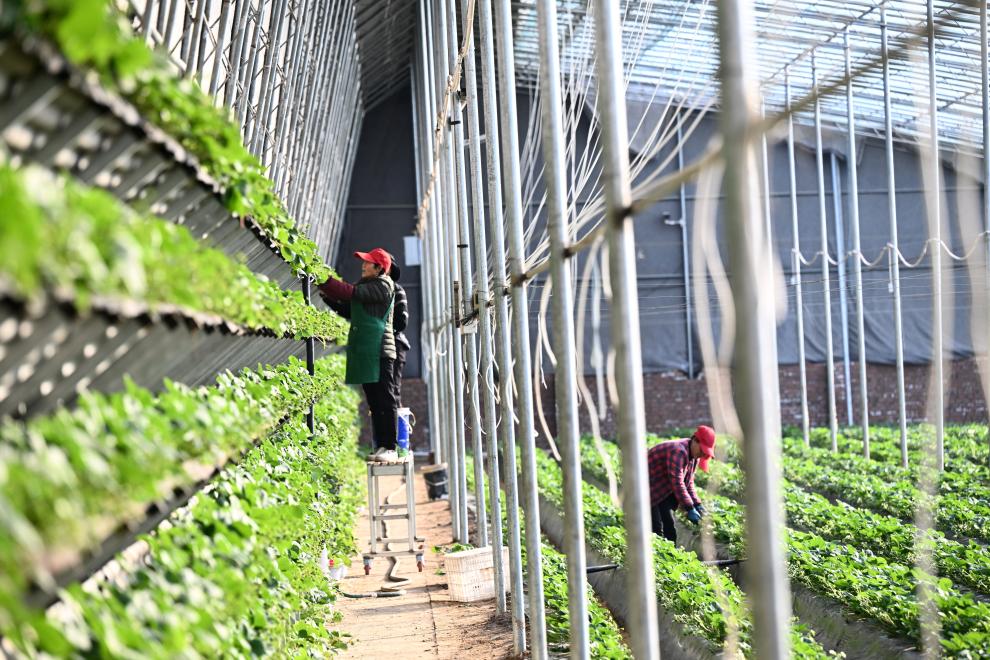 河北白溝：休閒採摘助農增收