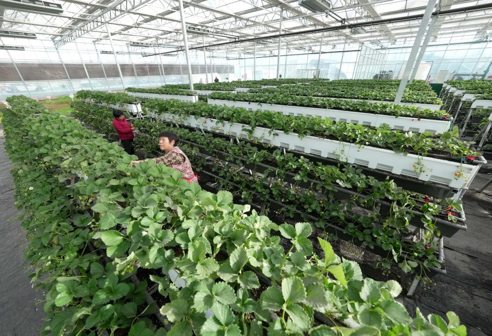 河北順平：草莓飄香富農家