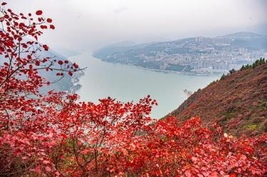 美麗中國｜重慶巫山紅葉似火