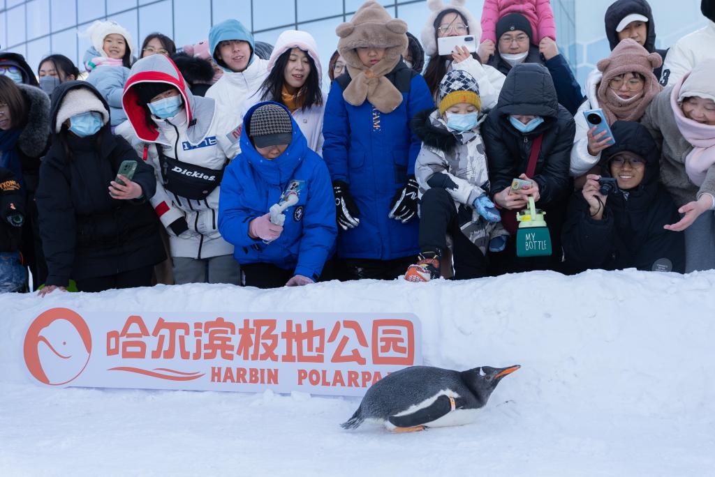“冰城”哈爾濱：企鵝冰雪巡游引游客