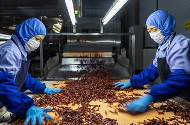 重慶合川：打造火鍋食材全産業鏈