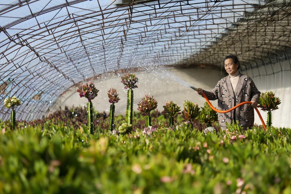 河北豐南：特色觀賞植物種植助農冬季增收