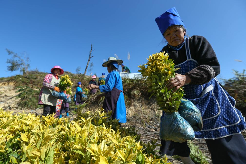 貴州丹寨：冬日茶事忙