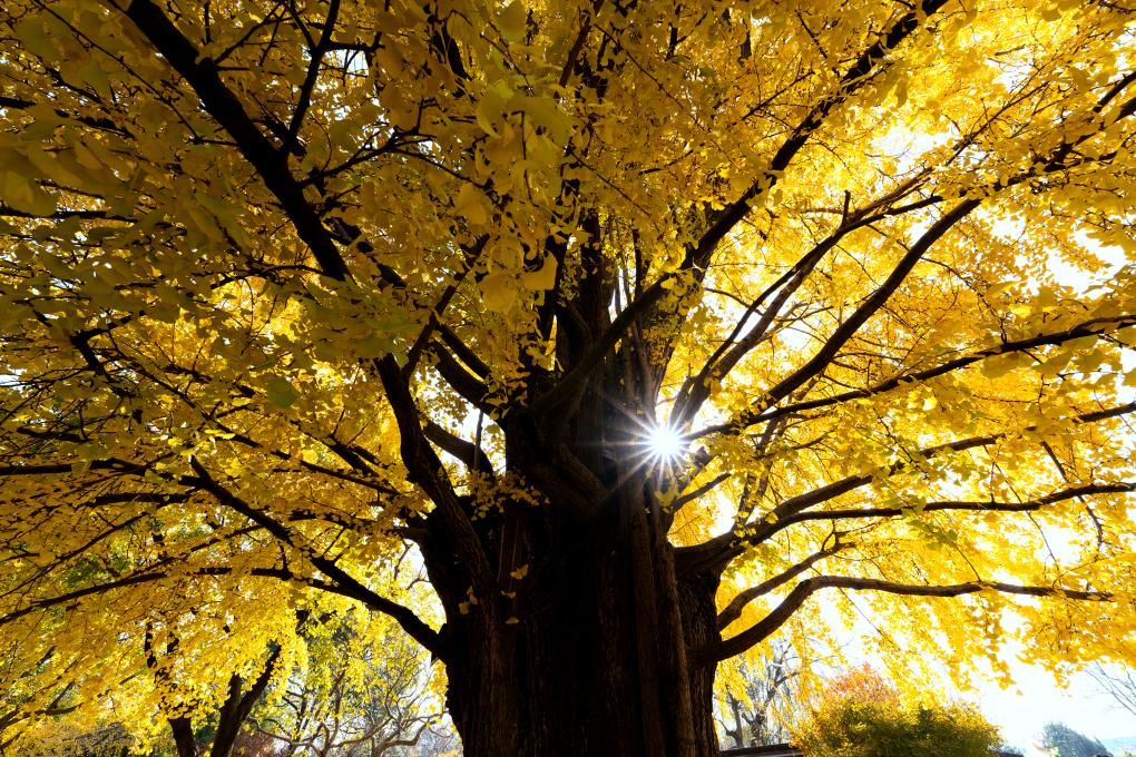 上海：千年銀杏進入最佳觀賞期