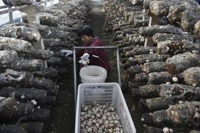 鄉村行·看振興丨河南汝州：香菇種植助振興