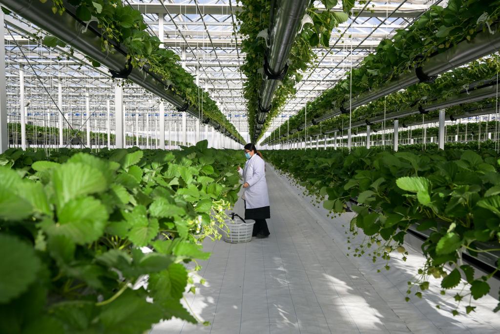 內蒙古達拉特：現代農業助力鄉村産業高質量發展