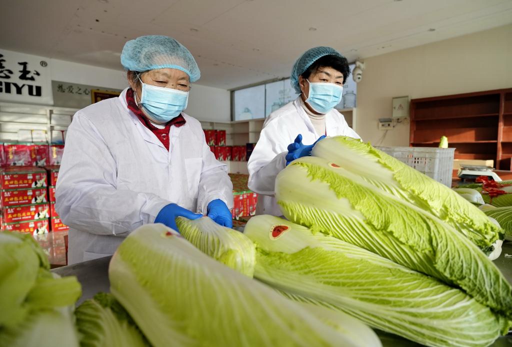 河北玉田：包尖白菜産銷忙