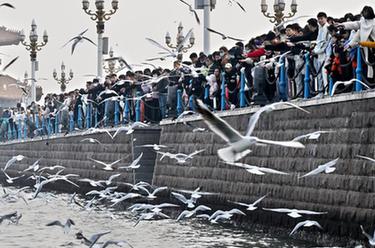 青島棧橋：海鷗逐浪 舞動冬日