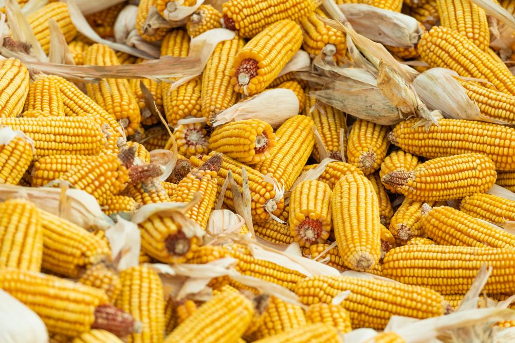 我國糧食産量連續9年穩定在1.3萬億斤以上