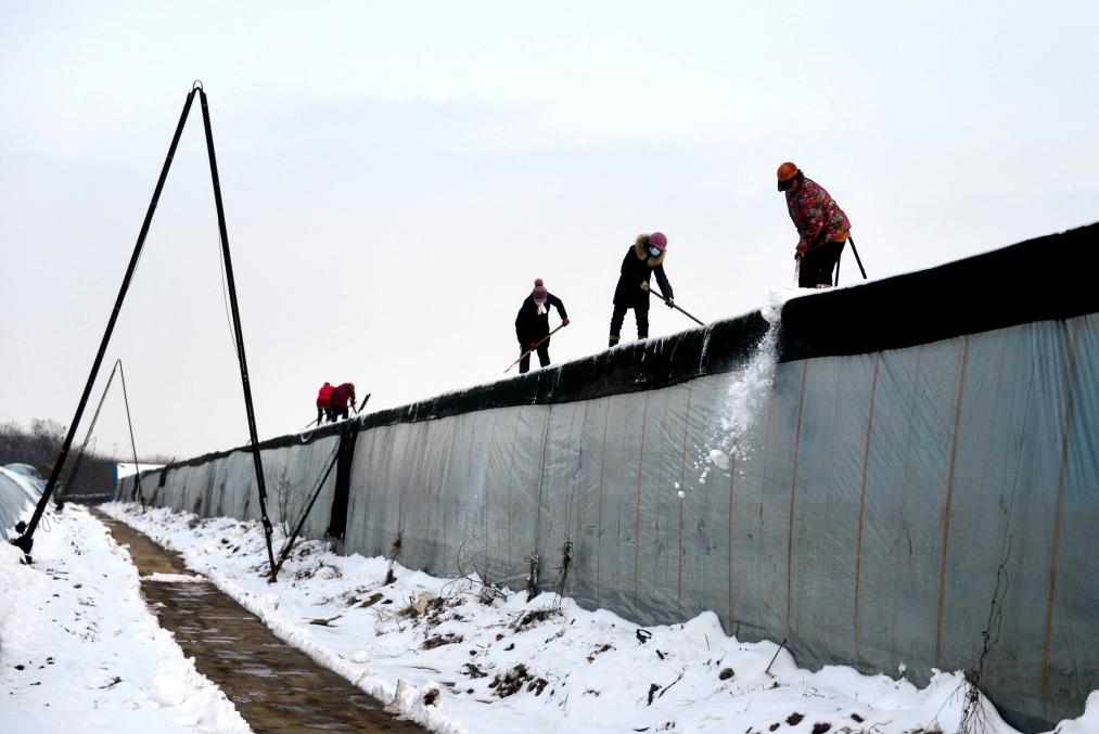 應對寒潮降溫 保障果蔬供應