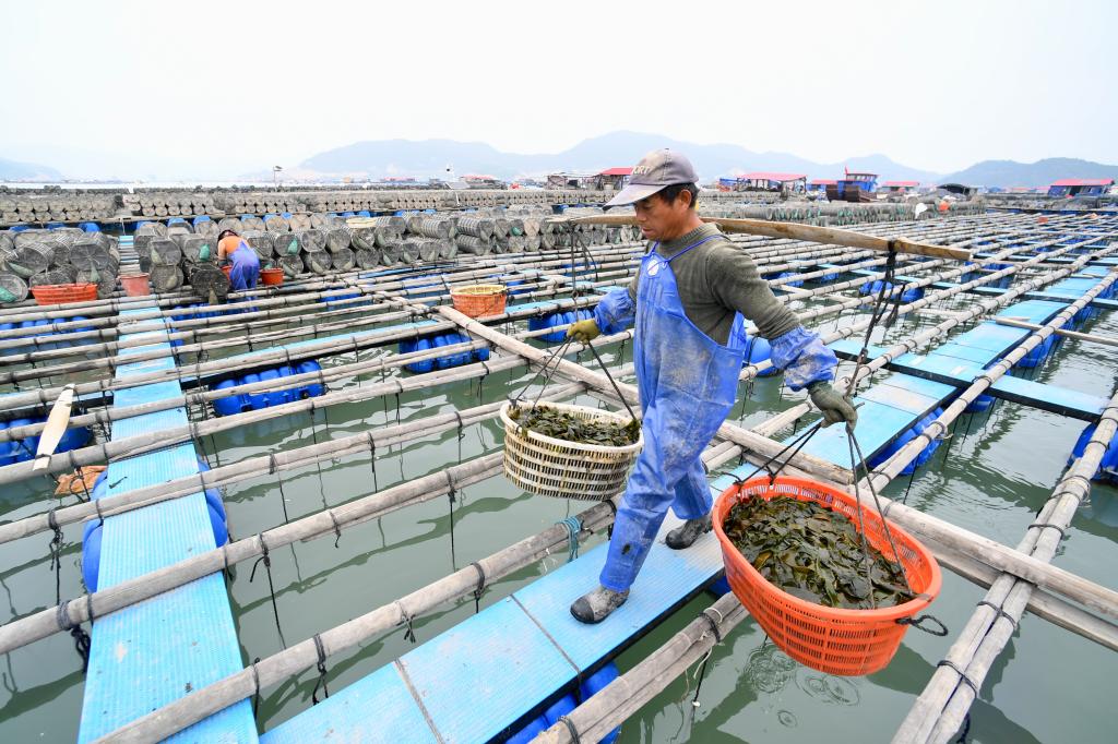 福建霞浦：北方海參 南遷過冬