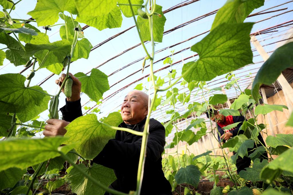 河北隆堯：設施農業變“冬閒”為“冬忙”