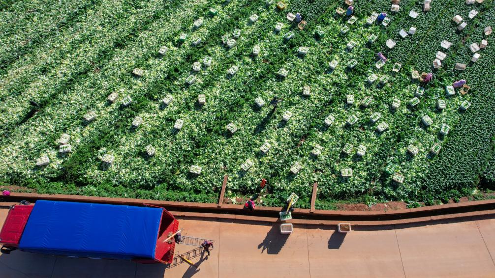 新華全媒+丨南菜北運生産忙 雲南冬早果蔬供市場