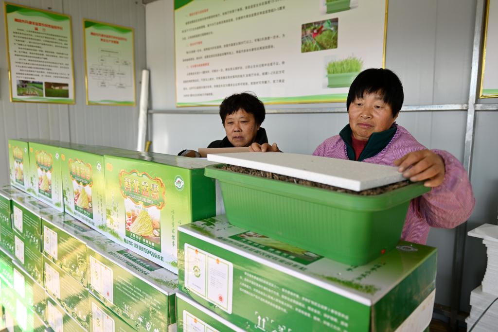 河北南宮：黃韭進入産銷旺季