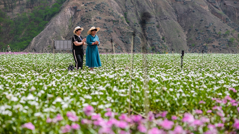 從滿目瘡痍到青山綠嶺——雲南東川的綠色蝶變