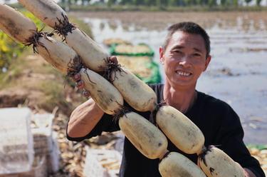 河北新河：蓮藕收穫忙