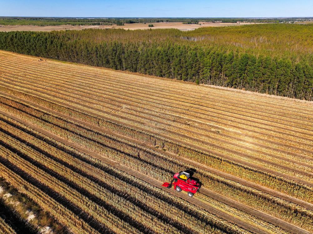 內蒙古通遼：玉米迎豐收